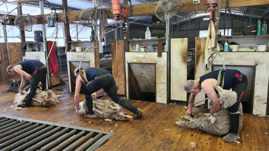shearers wearing high performing merino singlets