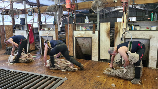 shearers wearing high performing merino singlets