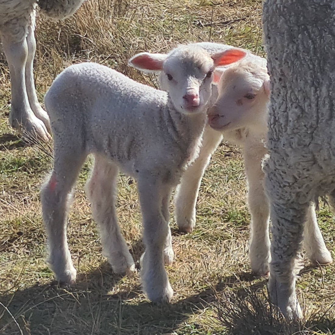 Australian Merino Wool: Drought, Lambing & Life on the Farm