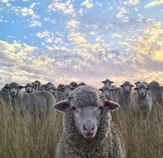 Why Sleepy Merino Makes the Best Pajamas in the World